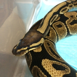 [ご応募ありがとうございました]