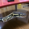 [ご応募ありがとうございました] サムネイル3
