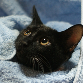 美人の黒猫ちゃん、もらってください！