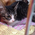 美猫女の子です(^^)☆まってます！