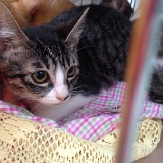 美猫女の子です(^^)☆まってます！