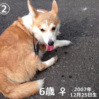 里親様募集