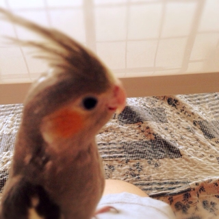 オカメインコの雄です。