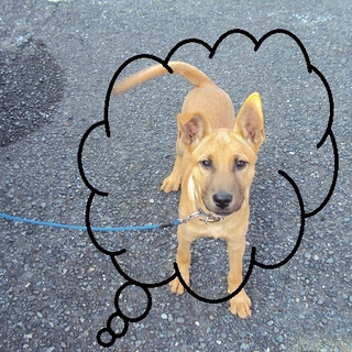 元気でかわいい　子犬です。