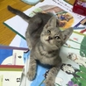 里親募集 サムネイル2
