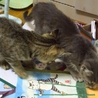 里親募集 サムネイル3