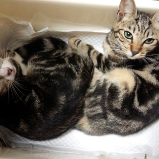 生後3ヶ月ほどの子猫の姉妹