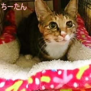 55頭崩壊レスキュー救出猫(三毛ちゃん）