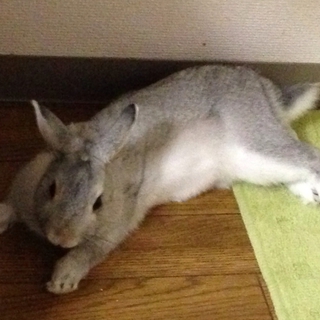 ネザーランドドワーフの里親を募集しています。
