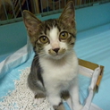 可愛い子猫ちゃん