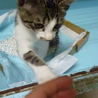 可愛い子猫ちゃん サムネイル2
