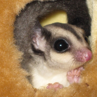 フクロモモンガ８匹です。