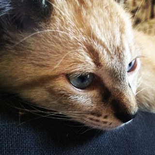 シャム系の美人子猫ฅ(^ω^ฅ)