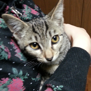 仔猫の里親さん募集！