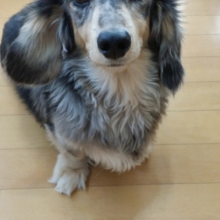ミニチュアダックスフンド
