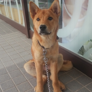 柴犬系ミックスの女の子　里親募集しています！