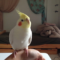 オカメインコ(ルチノー２歳) 交渉中のため募集終了