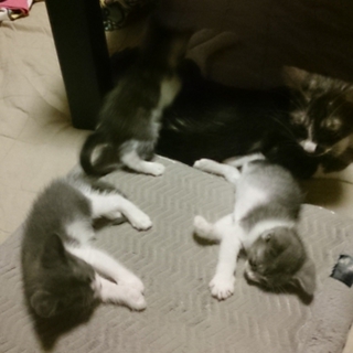 8月3日 生まれのトラ猫3匹です。