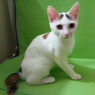 三毛猫の女の子＊生後４ヶ月