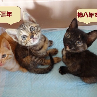 募集停止します