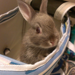 うさぎ