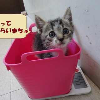 ミニちゃん