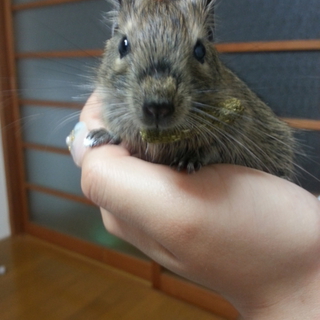 デグーマウス♀の子供の里親さん募集