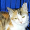 美形子猫兄妹生後２ヶ月　（長毛等） サムネイル3