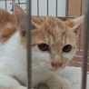 美形子猫兄妹生後２ヶ月　（長毛等） サムネイル2