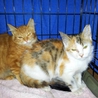 美形子猫兄妹生後２ヶ月　（長毛等） サムネイル4
