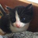 子猫の里親募集中