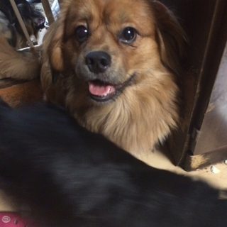 臆病だけど甘えん坊