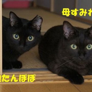 家庭内ノラ・親子一緒に！！