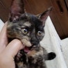 活発で甘えん坊♡リボンちゃん サムネイル2