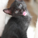黒猫のくまちゃん