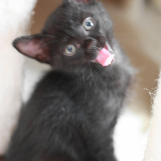 黒猫のくまちゃん