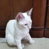 抱っこが大好き☆バニラくん サムネイル2