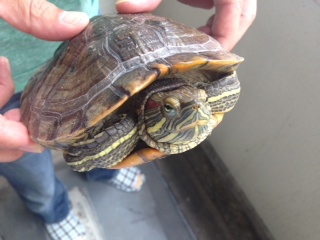 カワイイ！ミドリガメ、里」東京都 - 爬虫類・他の里親募集(48066