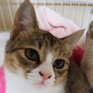 大音量ごろごろします☆こいもちゃん