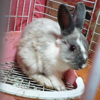 ４月生まれのウサギ