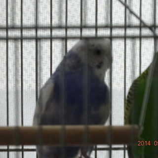 ２羽のインコ幸せになれそうです