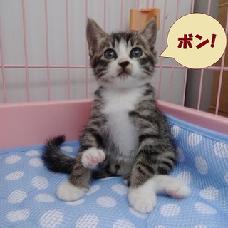 ぼん君キジシロ子猫
