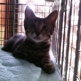 愛嬌 キジ猫