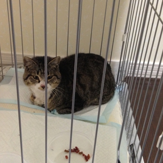 片足骨折していた猫の里親募集です！カワイイです。