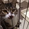 片足骨折していた猫の里親募集です！カワイイです。 サムネイル4