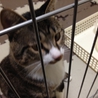 片足骨折していた猫の里親募集です！カワイイです。 サムネイル6