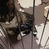 片足骨折していた猫の里親募集です！カワイイです。 サムネイル2