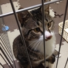 片足骨折していた猫の里親募集です！カワイイです。 サムネイル3