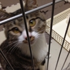 片足骨折していた猫の里親募集です！カワイイです。 サムネイル5