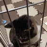 片足骨折していた猫の里親募集です！カワイイです。 サムネイル7
